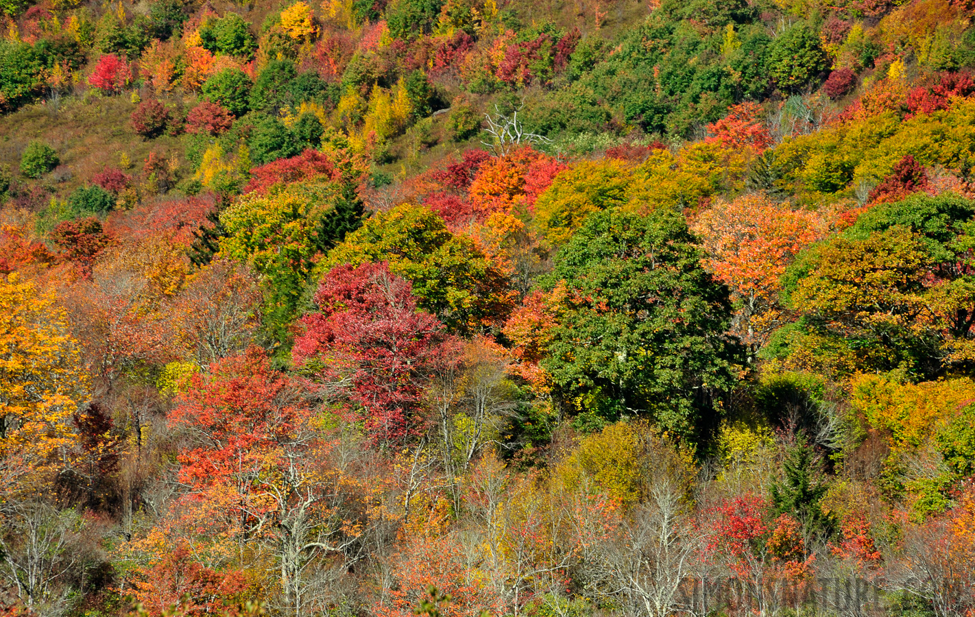 Blue Ridge Parkway [300 mm, 1/100 sec at f / 10, ISO 400]